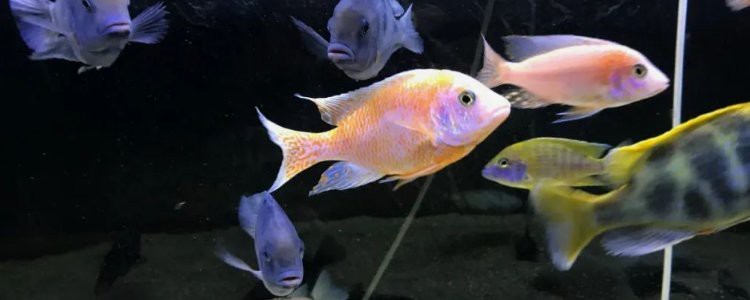 潛水艇魚為什么跳缸【智能模式回答完成調用工具：潛水艇魚跳缸是怎么回事】