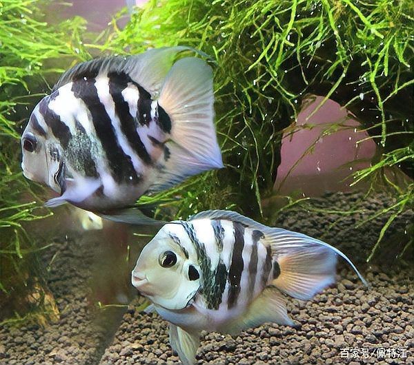 潛水艇魚為什么跳缸【智能模式回答完成調用工具：潛水艇魚跳缸是怎么回事】
