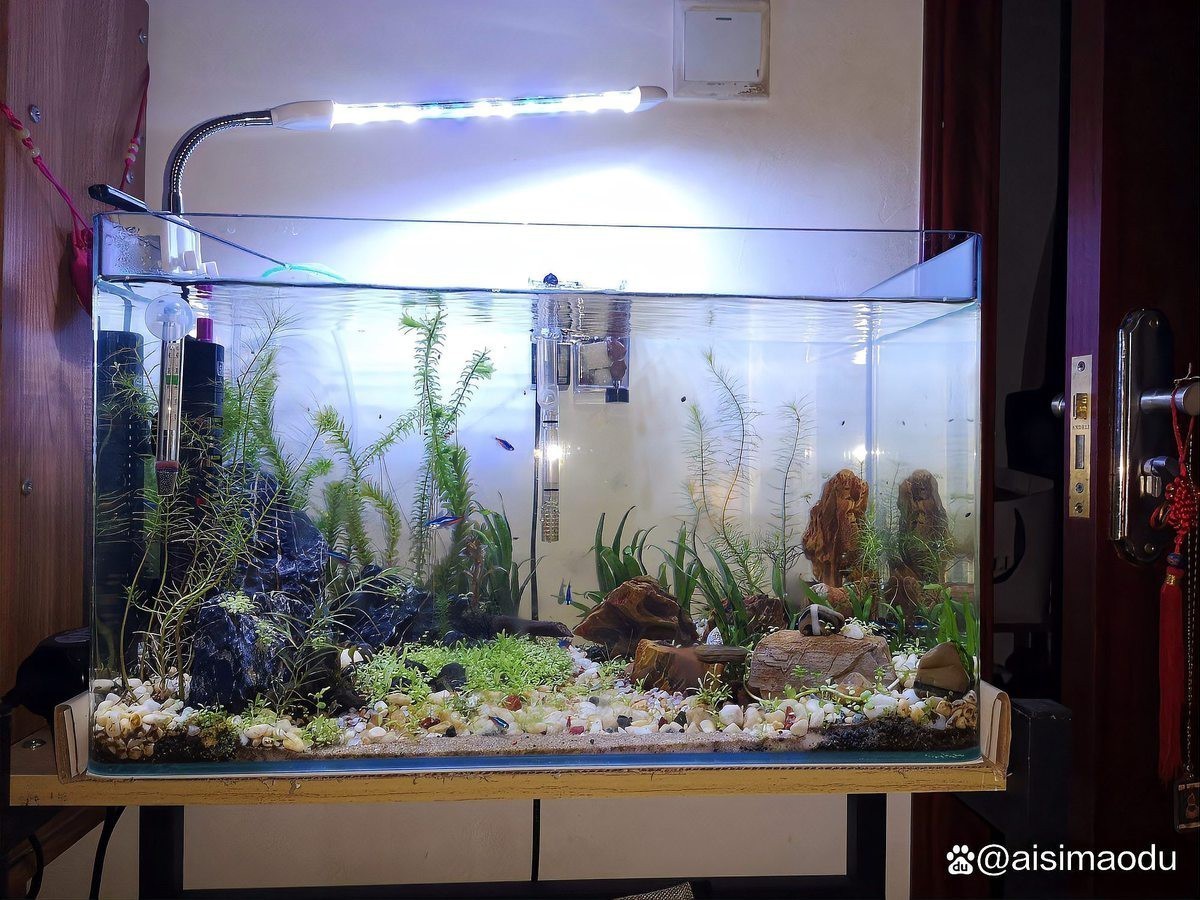 潛水艇魚為什么跳缸【智能模式回答完成調用工具：潛水艇魚跳缸是怎么回事】