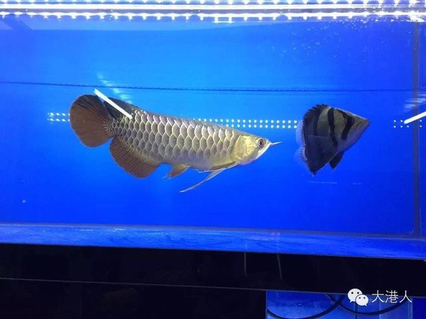 大港龍魚店【大港區(qū)龍魚會館的聯(lián)系方式是什么龍魚會館的聯(lián)系方式是什么】