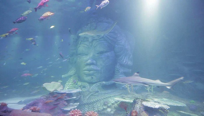 重慶水族店【探訪重慶最大水族市場馬里奧來的奧利奧sealife】