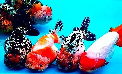 龍魚充血能否用土霉素治療【土霉素可以治療龍魚充血嗎】