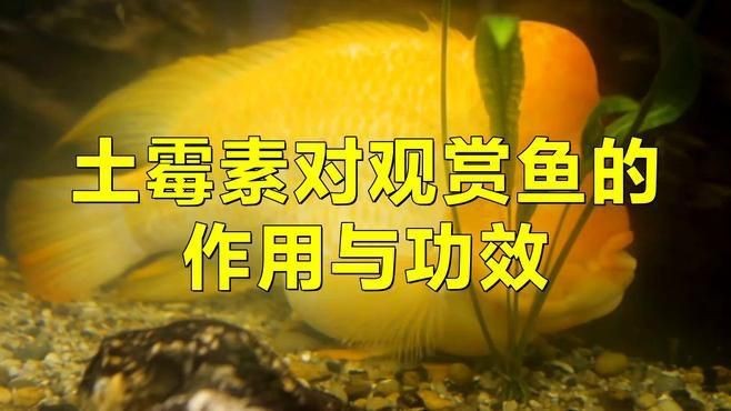 龍魚充血能否用土霉素治療【土霉素可以治療龍魚充血嗎】