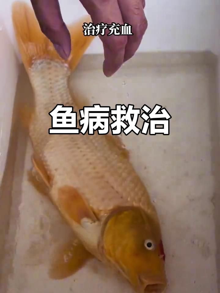 龍魚充血能否用土霉素治療【土霉素可以治療龍魚充血嗎】