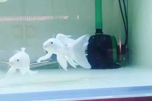 蝴蝶鯉百科【蝴蝶鯉:一種驚艷的高顏值觀賞魚】