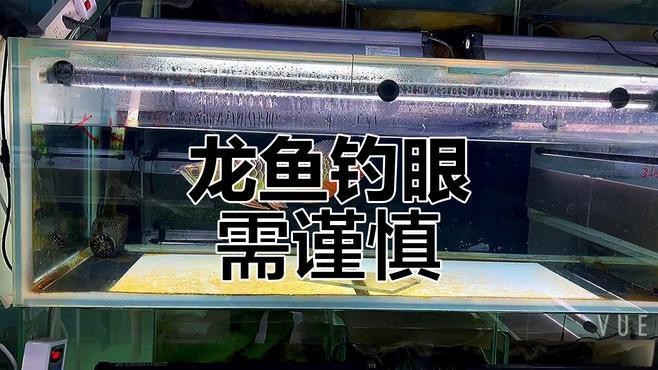 龍魚掉眼手術風險大嗎？【冷知識:原來金龍魚也會長“眼袋”】