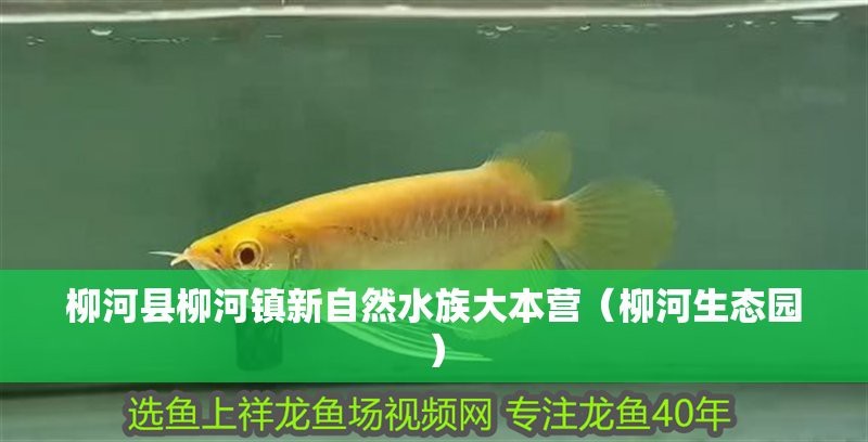 柳河水族店【柳河縣柳河鎮新自然水族大本營有哪些特色水族店及生態園區】