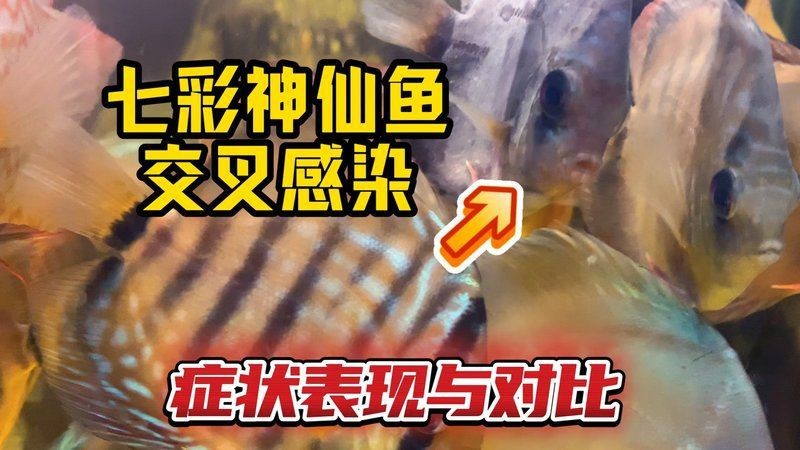 如何判斷龍魚是否交叉感染？【養魚老道，錦鯉交叉感染治療全攻略】