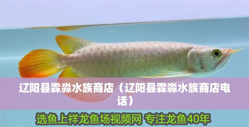 遼陽縣水族店【遼陽縣哪家水族店口碑最好】