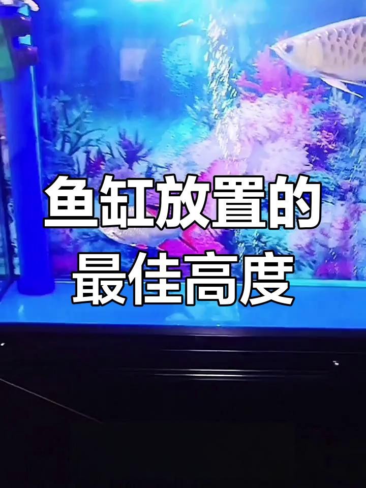 魚缸一般離地多高最好【魚缸一般離地多高合適】 魚缸一般離地多高最好【魚缸一般離地多高合適】 龍魚論壇 第4張
