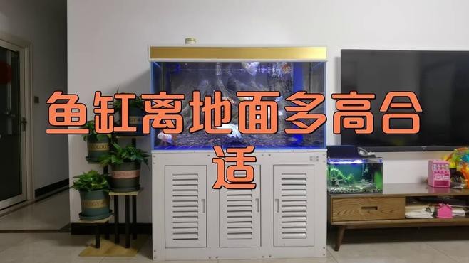 魚缸一般離地多高最好【魚缸一般離地多高合適】 魚缸一般離地多高最好【魚缸一般離地多高合適】 龍魚論壇 第3張