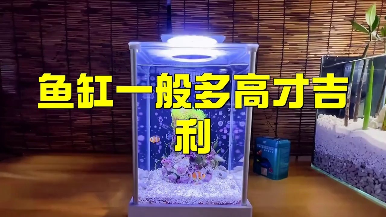 魚缸一般離地多高最好【魚缸一般離地多高合適】 魚缸一般離地多高最好【魚缸一般離地多高合適】 龍魚論壇 第1張