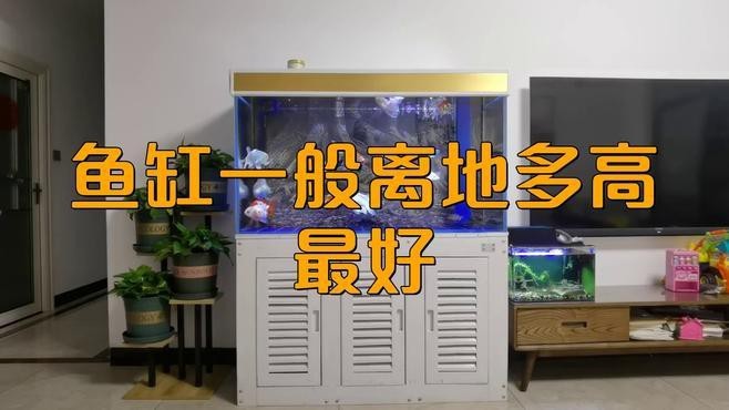 魚缸一般離地多高最好【魚缸一般離地多高合適】 魚缸一般離地多高最好【魚缸一般離地多高合適】 龍魚論壇 第2張