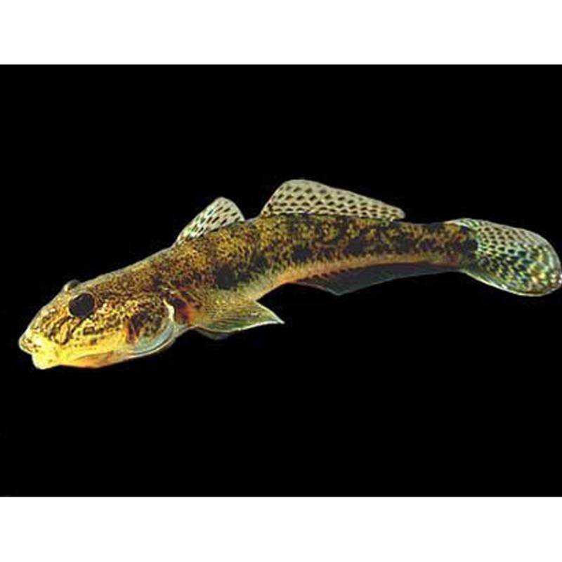 淡水刺虎魚的學名是什么【全球最好釣的魚，農民叫它“傻子魚”】