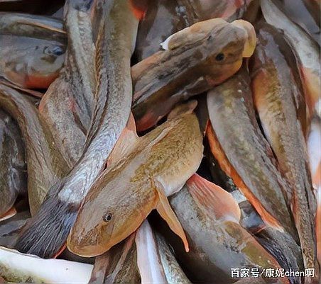 淡水刺虎魚的學名是什么【全球最好釣的魚，農民叫它“傻子魚”】