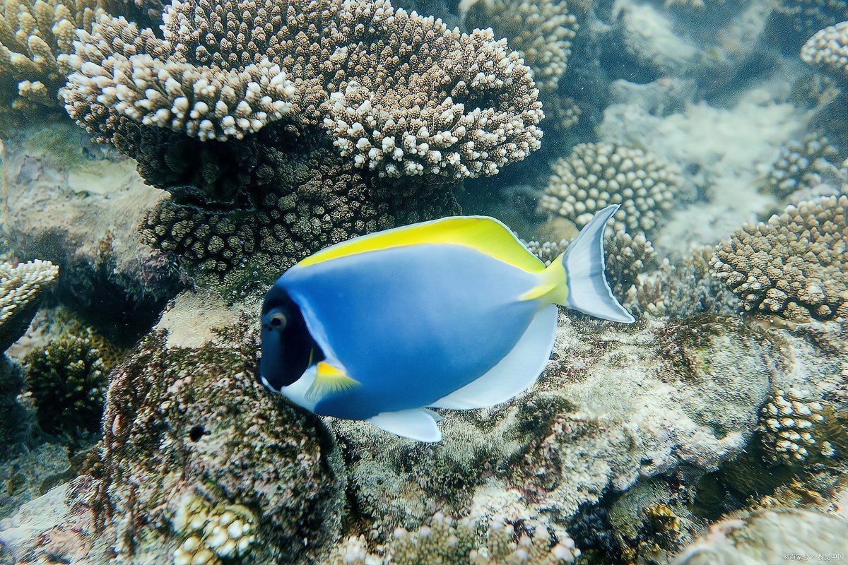 西湖水族店【杭州海底世界杭州還有哪些其他水族館有哪些特色產品】