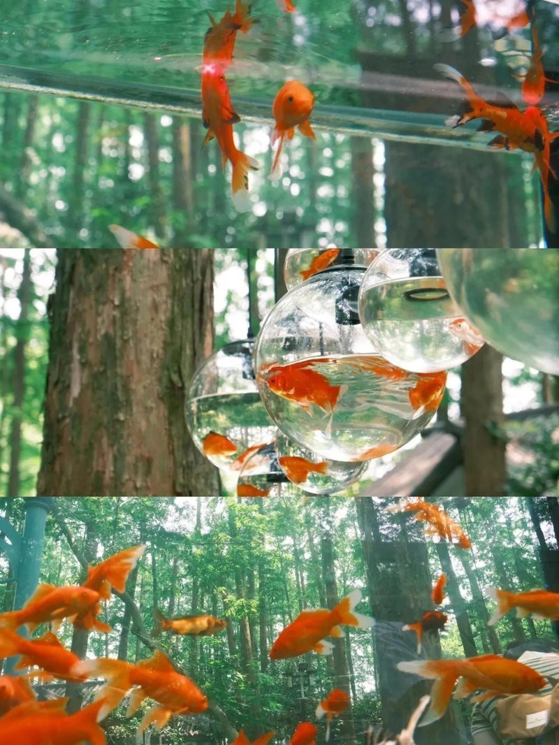 西湖水族店【杭州海底世界杭州還有哪些其他水族館有哪些特色產品】