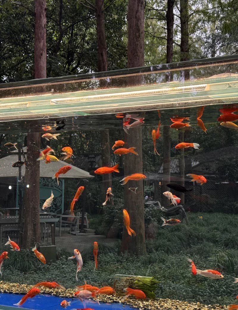 西湖水族店【杭州海底世界杭州還有哪些其他水族館有哪些特色產品】