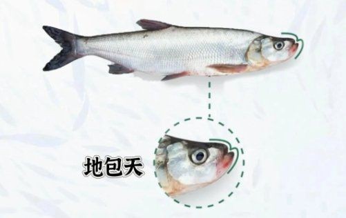 紅尾與翹嘴區(qū)別【紅尾與翹嘴在外形上存在差異可通過以下特征進(jìn)行區(qū)分】