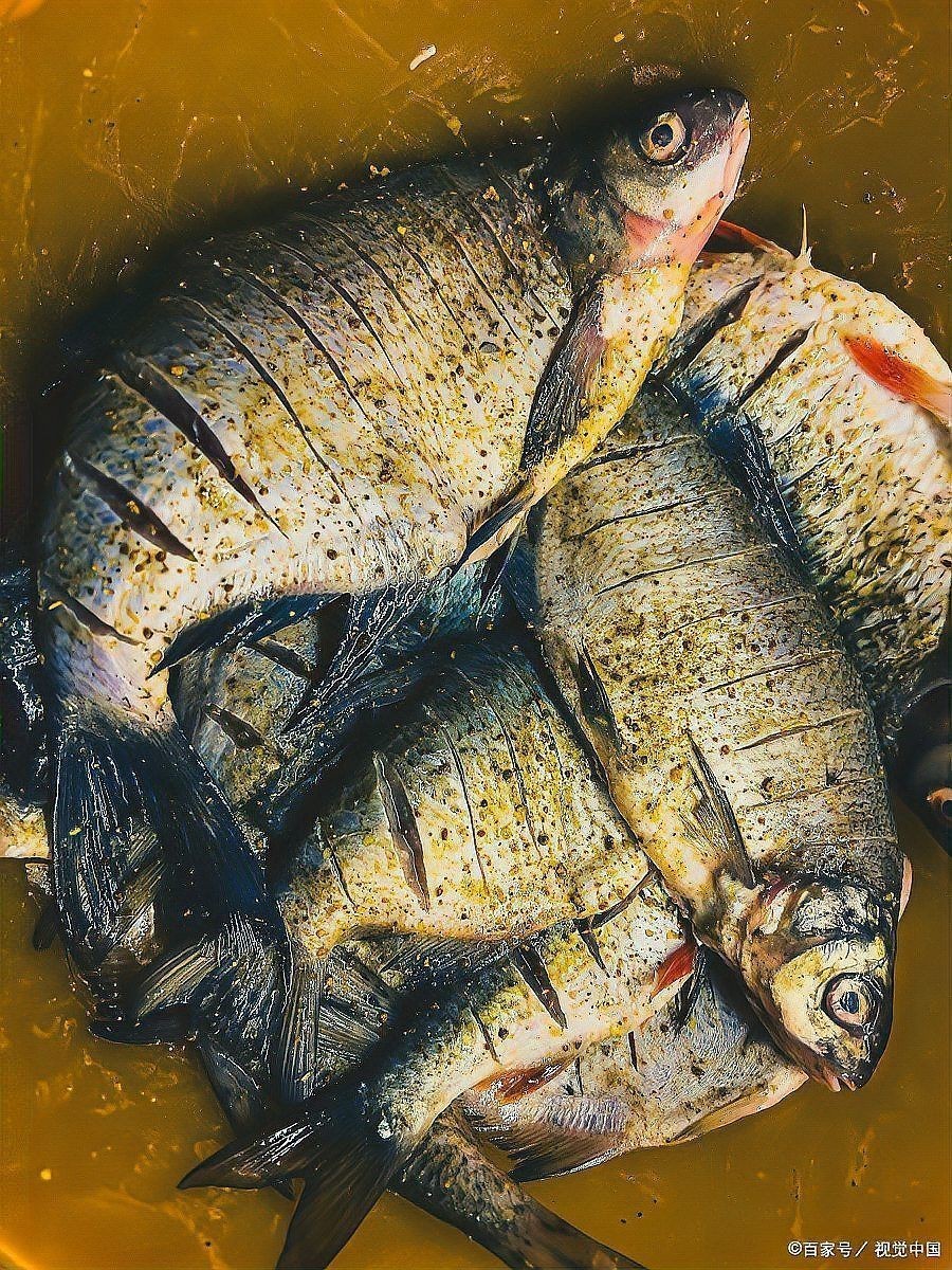 魚鰓蓋爛了多久會死【魚爛鰓病有什么特征】 魚鰓蓋爛了多久會死【魚爛鰓病有什么特征】 龍魚百科 第1張