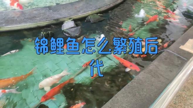 龍鳳錦鯉的繁殖方法【錦鯉繁殖全過程揭秘】 龍鳳錦鯉的繁殖方法【錦鯉繁殖全過程揭秘】 龍魚論壇 第4張