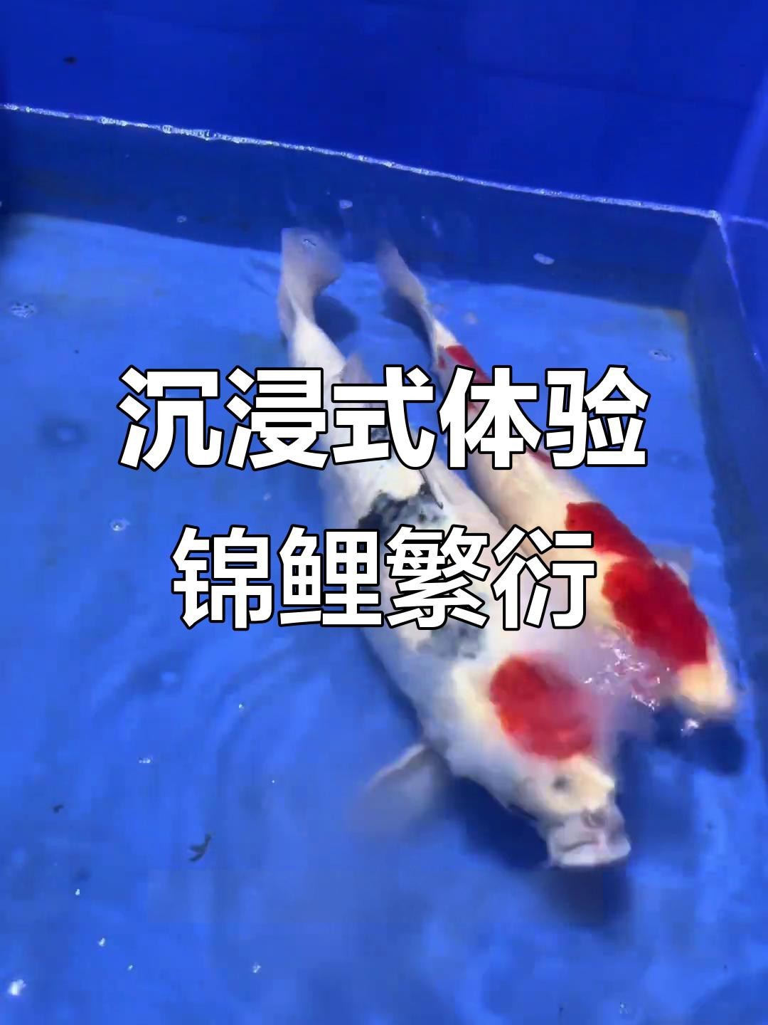 龍鳳錦鯉的繁殖方法【錦鯉繁殖全過程揭秘】 龍鳳錦鯉的繁殖方法【錦鯉繁殖全過程揭秘】 龍魚論壇 第7張