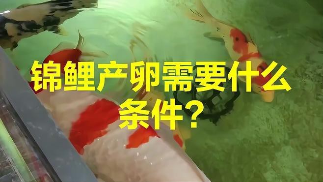 龍鳳錦鯉的繁殖方法【錦鯉繁殖全過程揭秘】 龍鳳錦鯉的繁殖方法【錦鯉繁殖全過程揭秘】 龍魚論壇 第3張