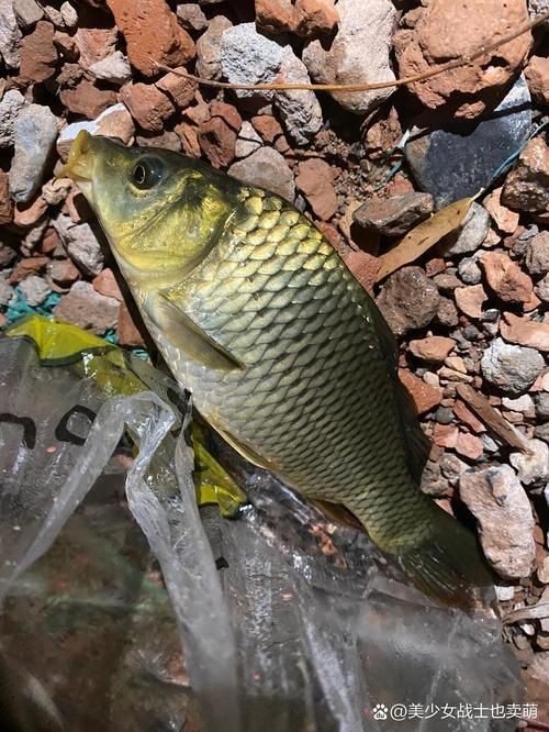 鯉鯽魚圖片【貴州男子釣上13斤鯽魚網友：這種鯉鯽狗都嫌】