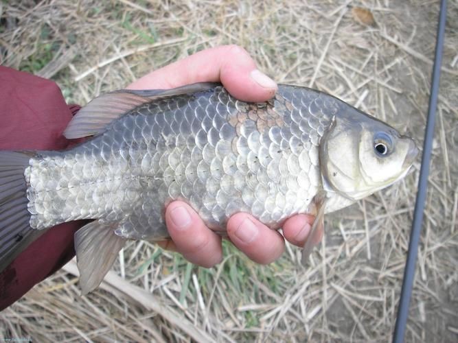 鯉鯽魚圖片【貴州男子釣上13斤鯽魚網友：這種鯉鯽狗都嫌】