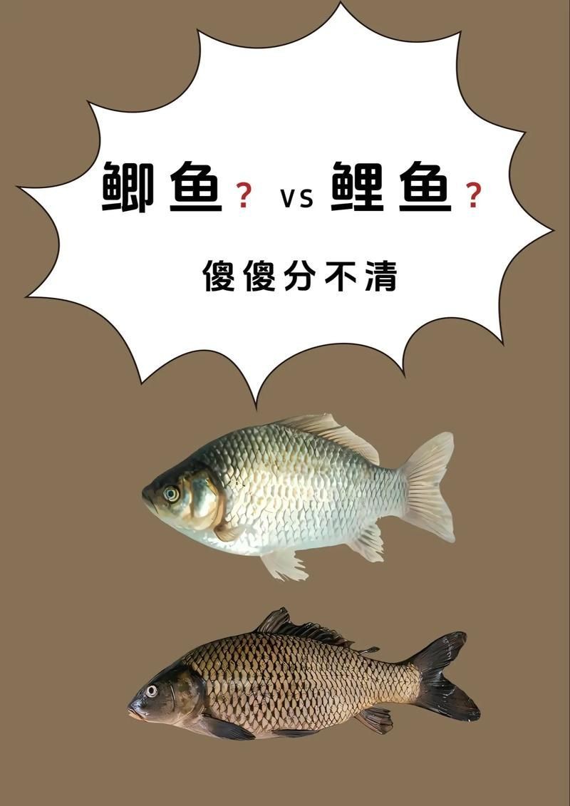 鯉鯽魚圖片【貴州男子釣上13斤鯽魚網友：這種鯉鯽狗都嫌】