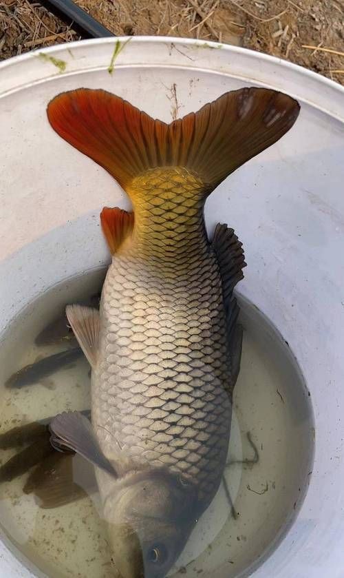 鯉鯽魚圖片【貴州男子釣上13斤鯽魚網友：這種鯉鯽狗都嫌】