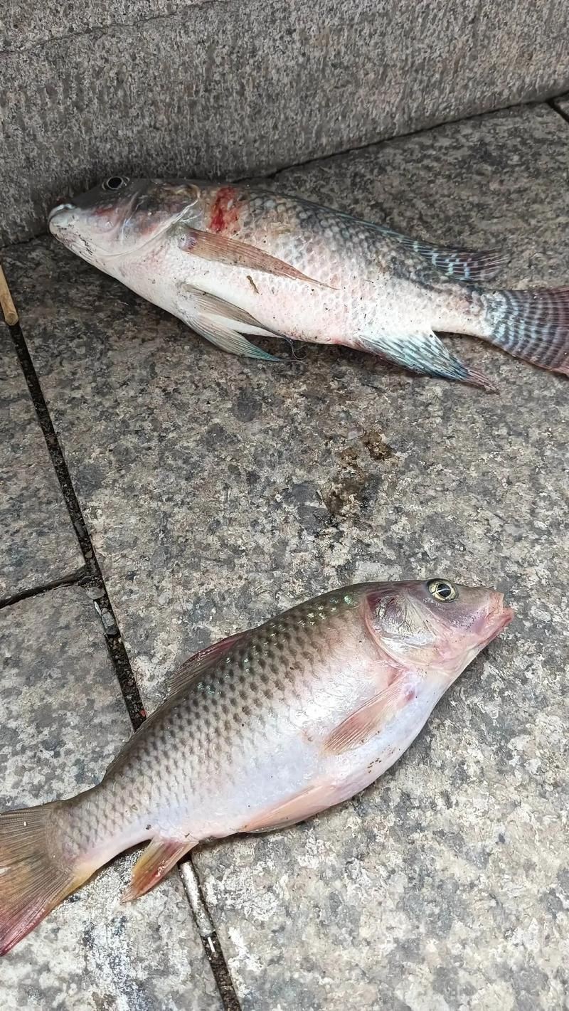 鯉鯽魚圖片【貴州男子釣上13斤鯽魚網友：這種鯉鯽狗都嫌】