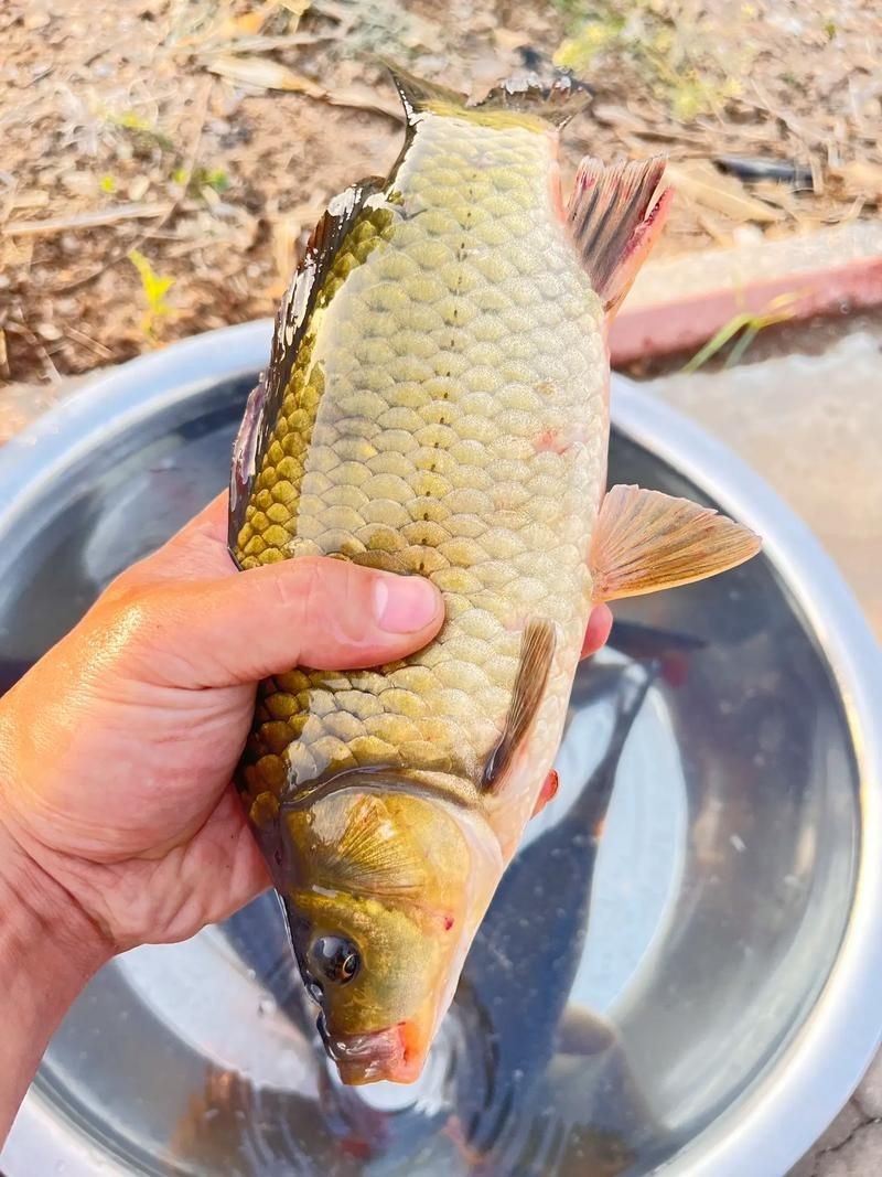 鯉鯽魚圖片【貴州男子釣上13斤鯽魚網友：這種鯉鯽狗都嫌】