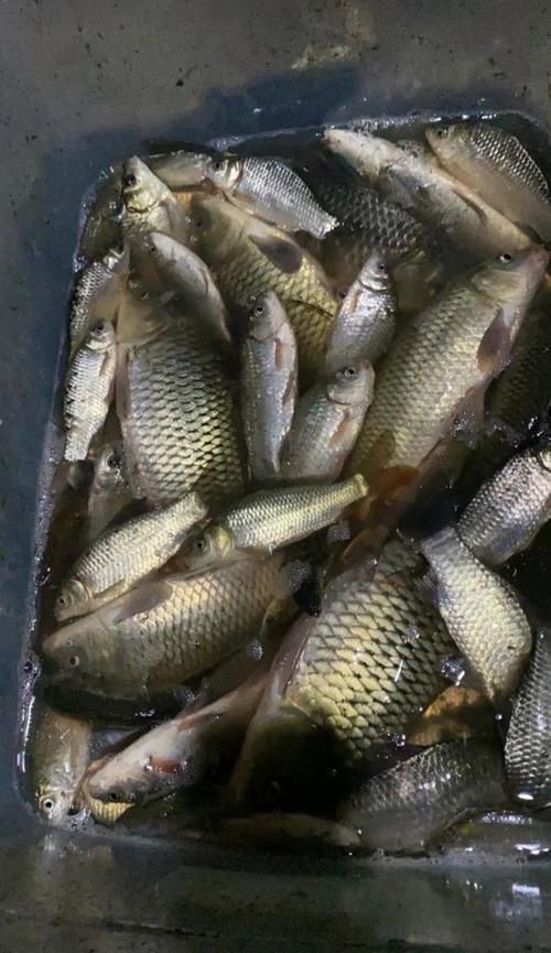 鯉鯽魚圖片【貴州男子釣上13斤鯽魚網友：這種鯉鯽狗都嫌】