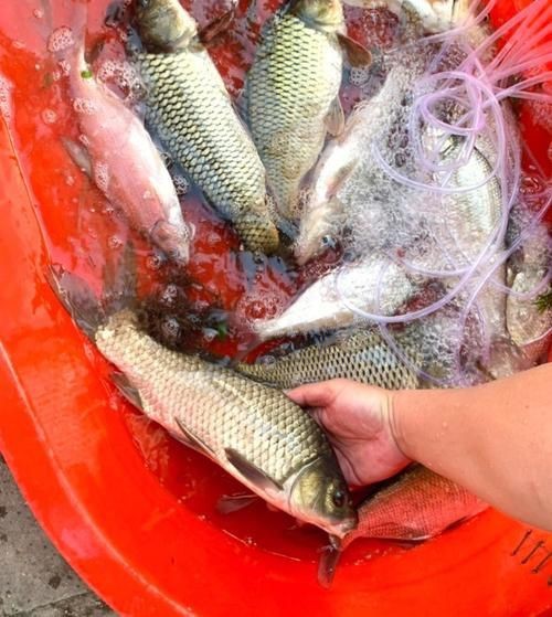 鯉鯽魚圖片【貴州男子釣上13斤鯽魚網友：這種鯉鯽狗都嫌】