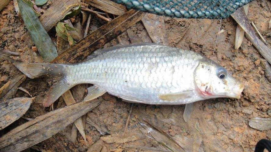 鯉鯽魚圖片【貴州男子釣上13斤鯽魚網友：這種鯉鯽狗都嫌】