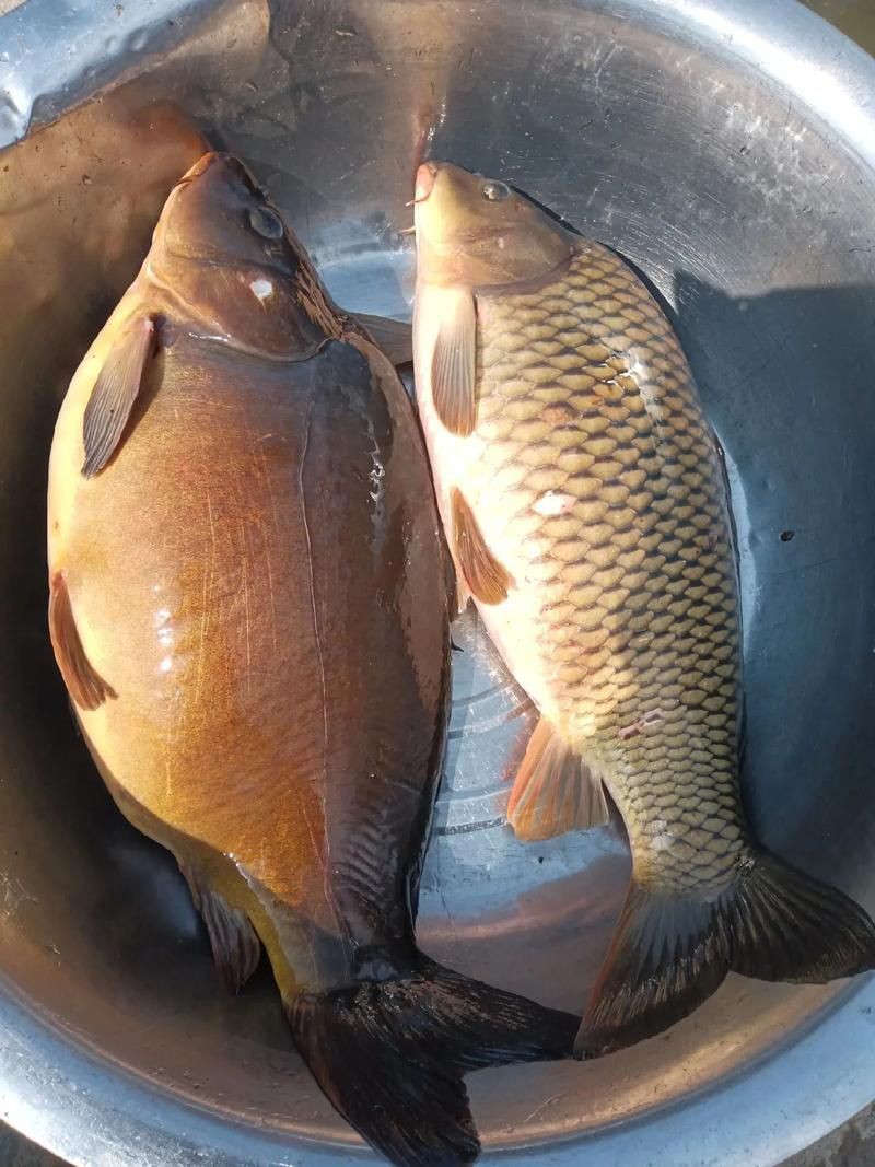 鯉鯽魚圖片【貴州男子釣上13斤鯽魚網友：這種鯉鯽狗都嫌】