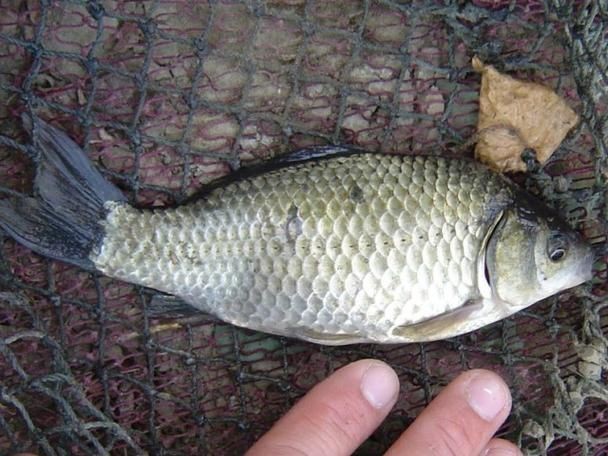 鯉鯽魚圖片【貴州男子釣上13斤鯽魚網友：這種鯉鯽狗都嫌】