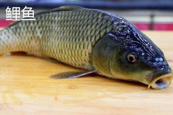 鯉鯽魚圖片【貴州男子釣上13斤鯽魚網友：這種鯉鯽狗都嫌】