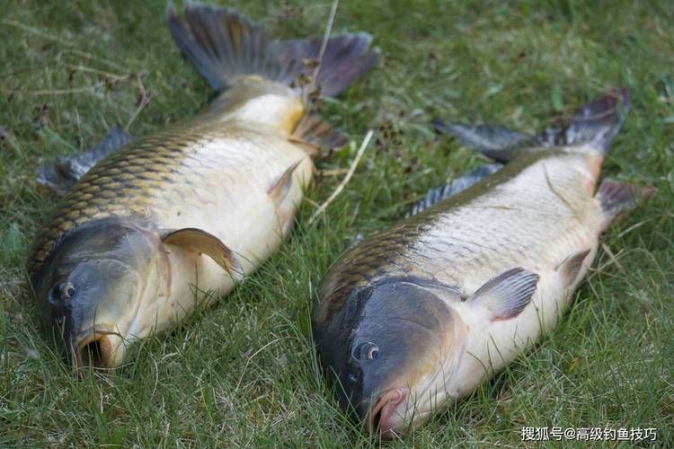 鯉鯽魚圖片【貴州男子釣上13斤鯽魚網友：這種鯉鯽狗都嫌】