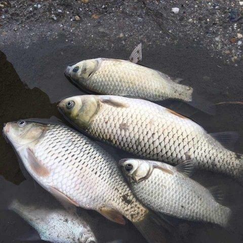 鯉鯽魚圖片【貴州男子釣上13斤鯽魚網友：這種鯉鯽狗都嫌】