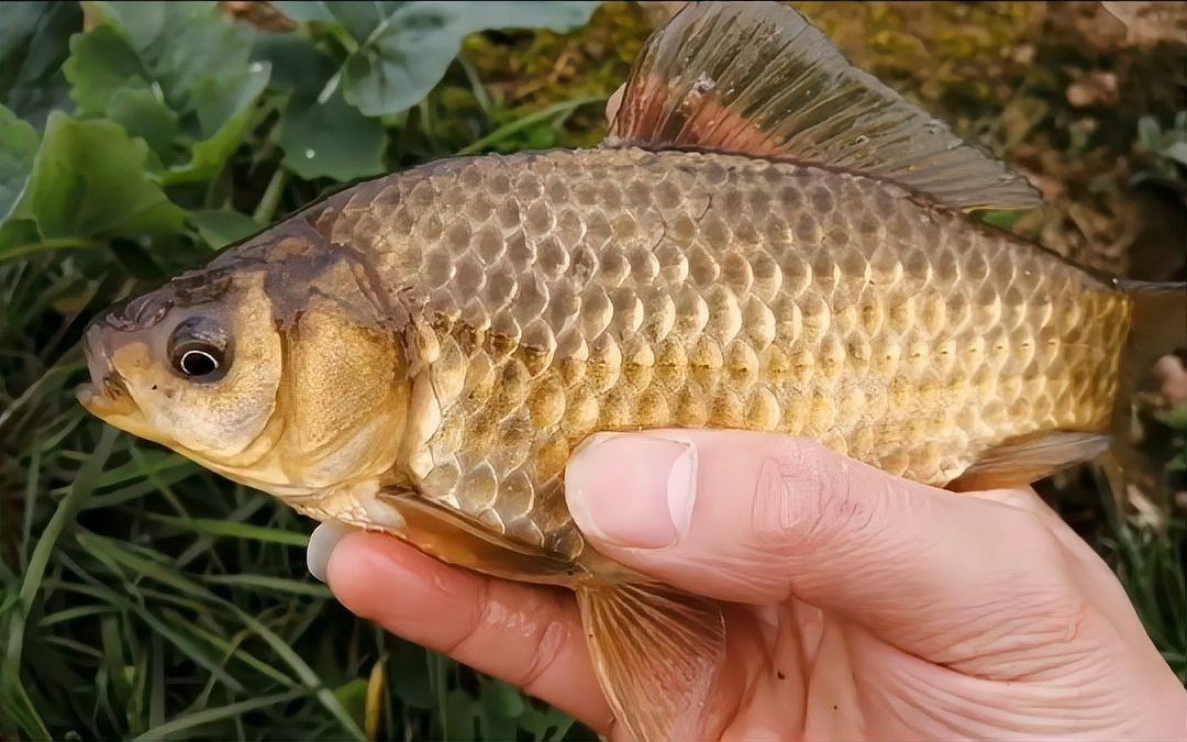 鯉鯽魚圖片【貴州男子釣上13斤鯽魚網友：這種鯉鯽狗都嫌】