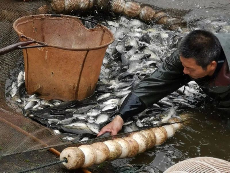 鯉鯽魚圖片【貴州男子釣上13斤鯽魚網友：這種鯉鯽狗都嫌】