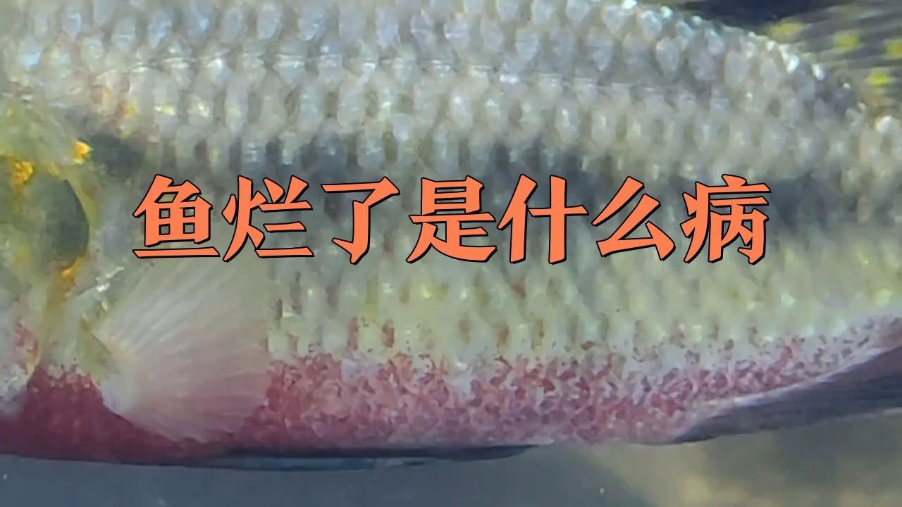 如何判斷魚是哪種類型的爛身？【智能模式回答完成調用工具：百度健康魚爛身的類型判斷】