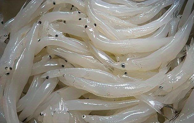 河里一種很小透明的魚【關于河流中常見透明小魚的詳細介紹】