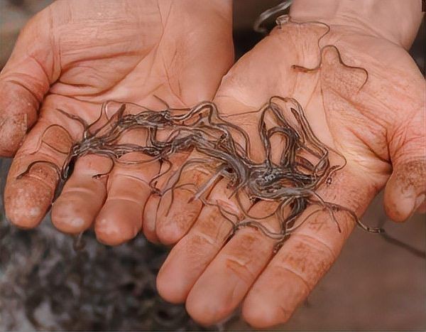 河里一種很小透明的魚【關于河流中常見透明小魚的詳細介紹】
