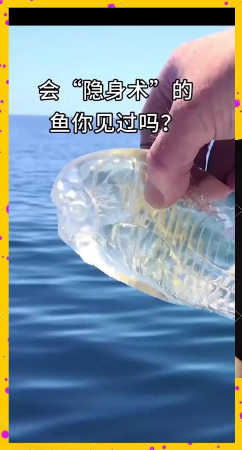 河里一種很小透明的魚【關于河流中常見透明小魚的詳細介紹】