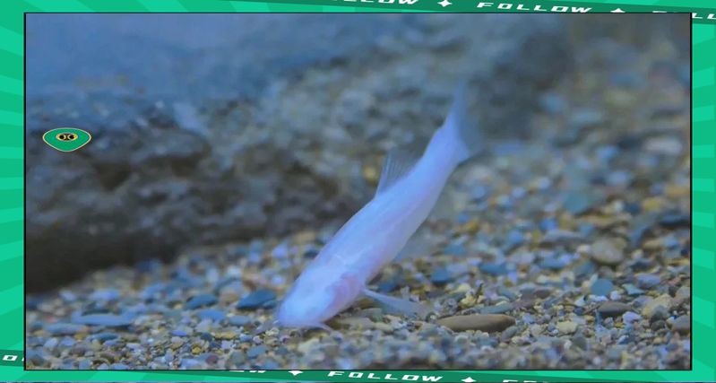 河里一種很小透明的魚【關于河流中常見透明小魚的詳細介紹】