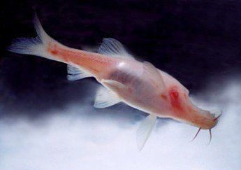河里一種很小透明的魚【關于河流中常見透明小魚的詳細介紹】