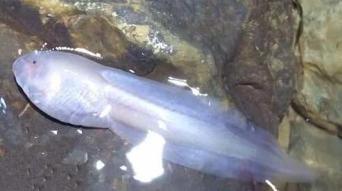 河里一種很小透明的魚【關于河流中常見透明小魚的詳細介紹】